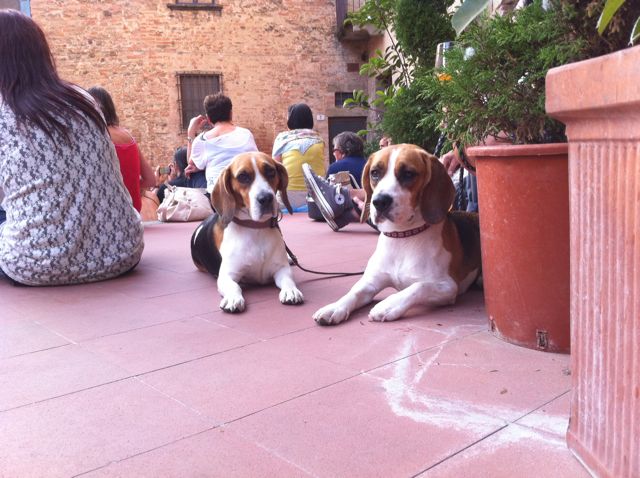 Tuscany_dog