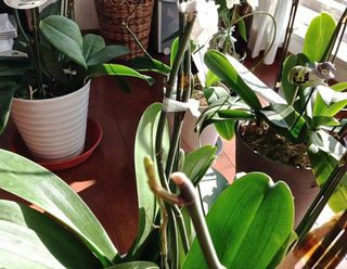 Orchid Orchid