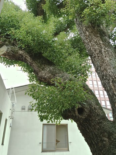 Kegotree